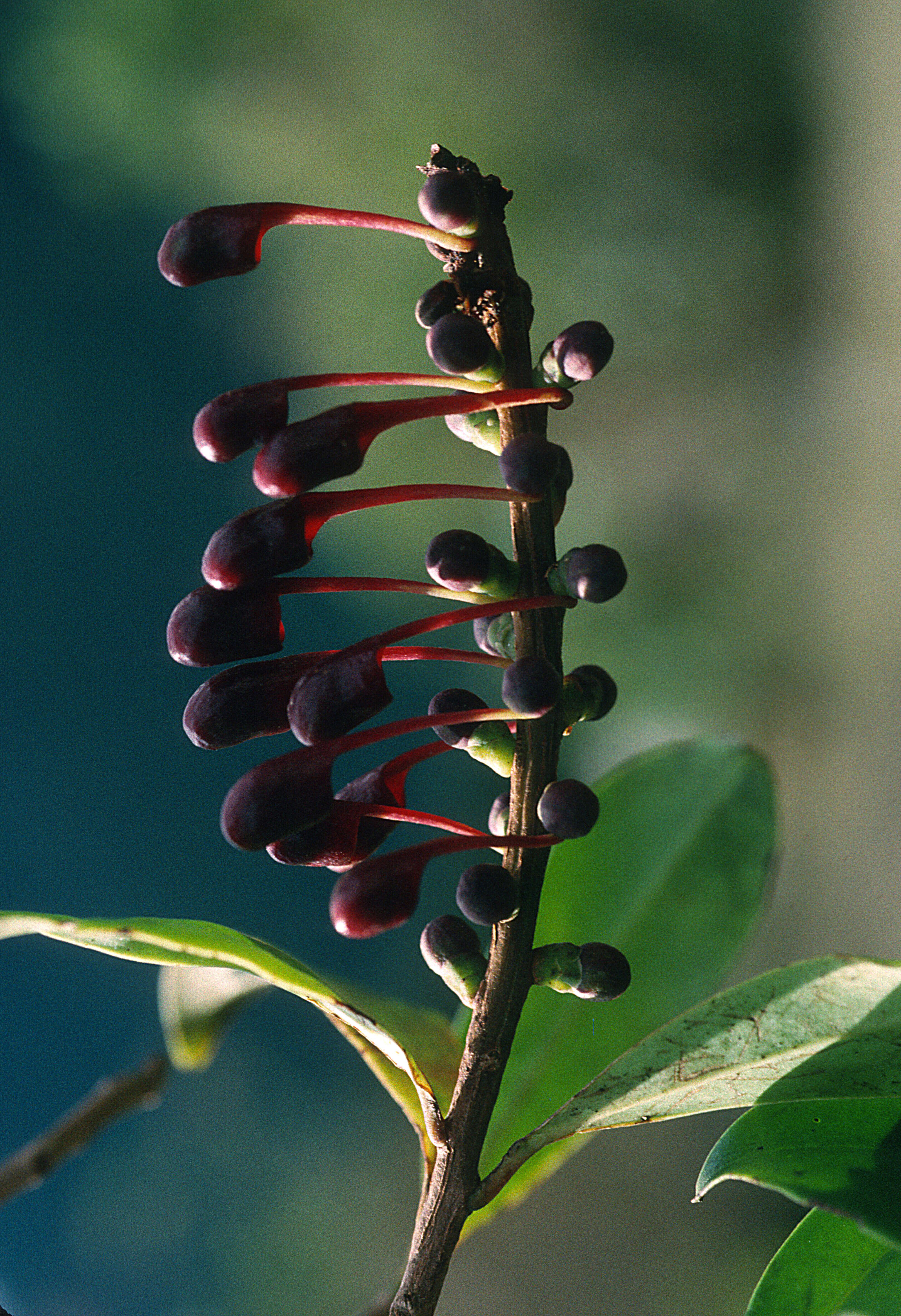 Image of <i>Sarcopera oxystylis</i>