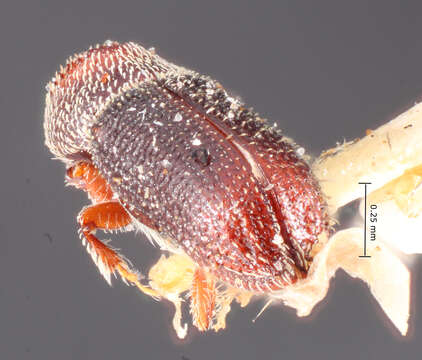 Image of Micracisella subnitida Blackman 1943