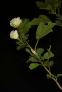 Image of Cienfuegosia rosei Fryxell