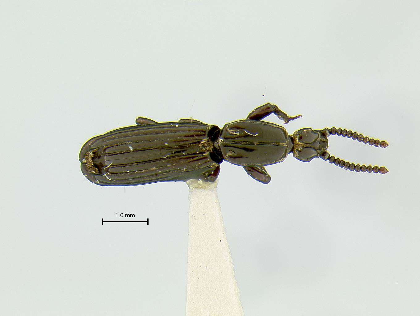 Image of Clinidium (Clinidium) smithsonianum R. T. & J. R. Bell 1985