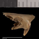 Image of Perognathus flavus flavus Baird 1855