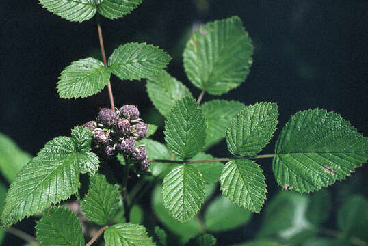 Image of Mysore raspberry