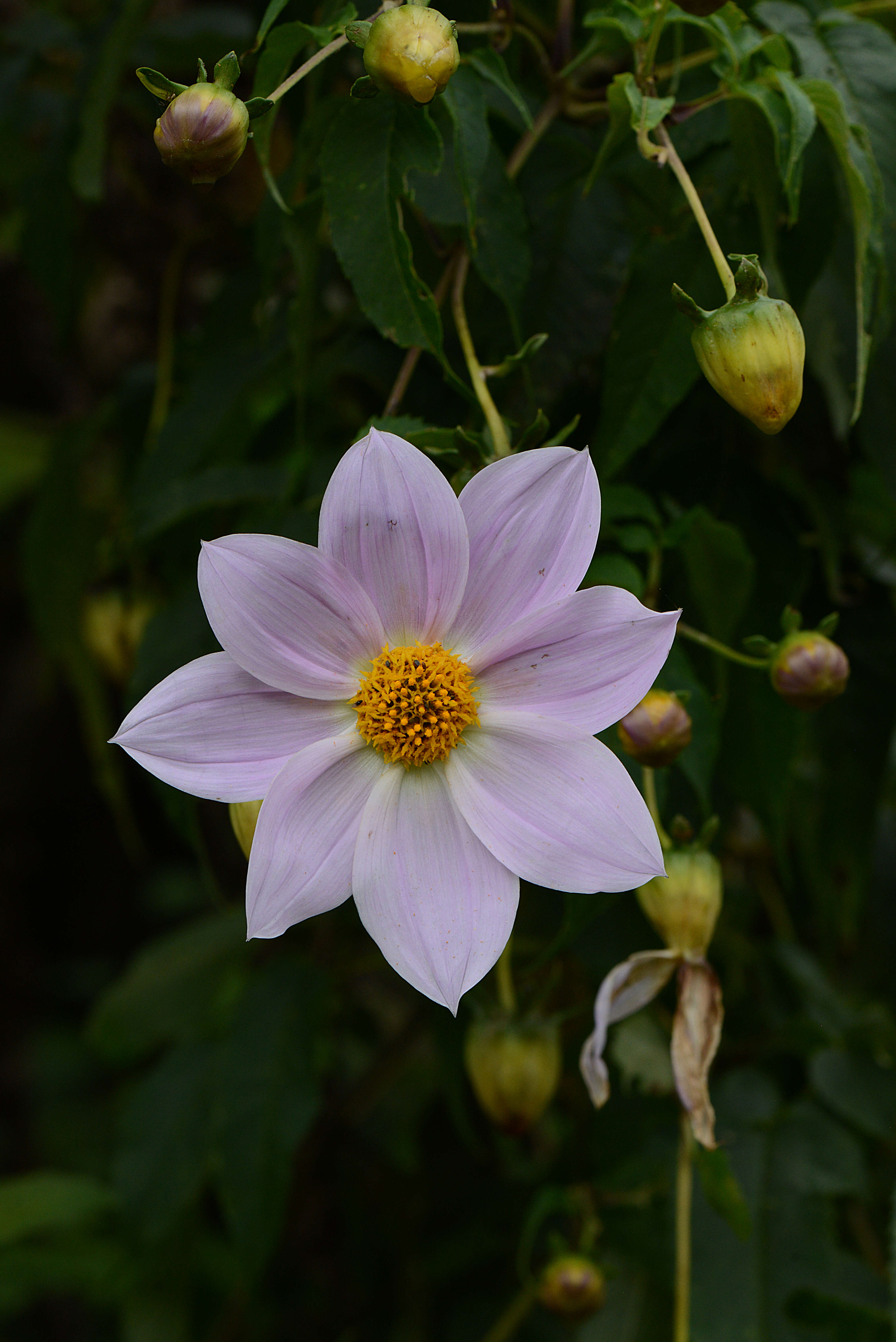 Image of red dahlia