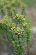 Image of Sand-Myrtle