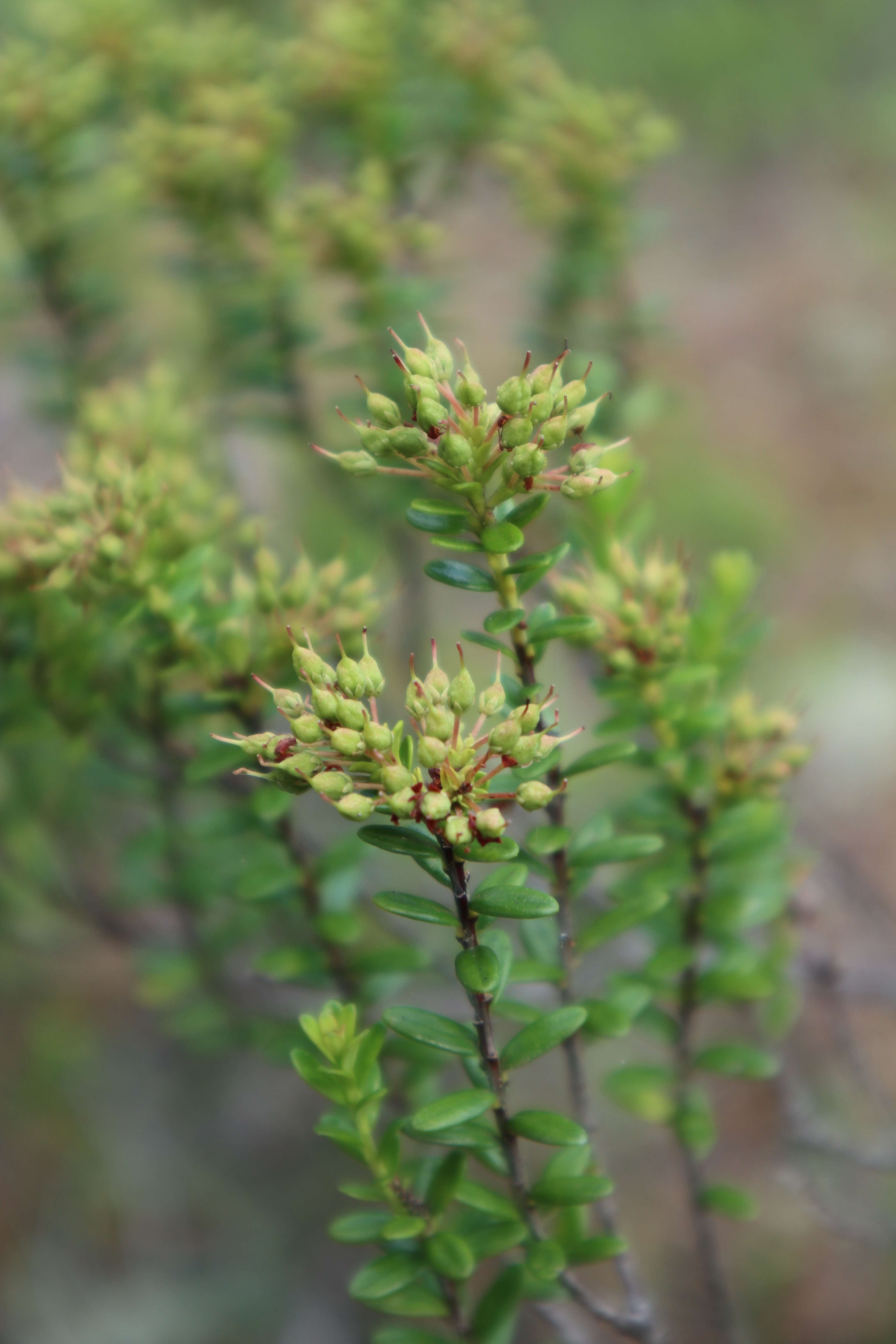 Image of Sand-Myrtle