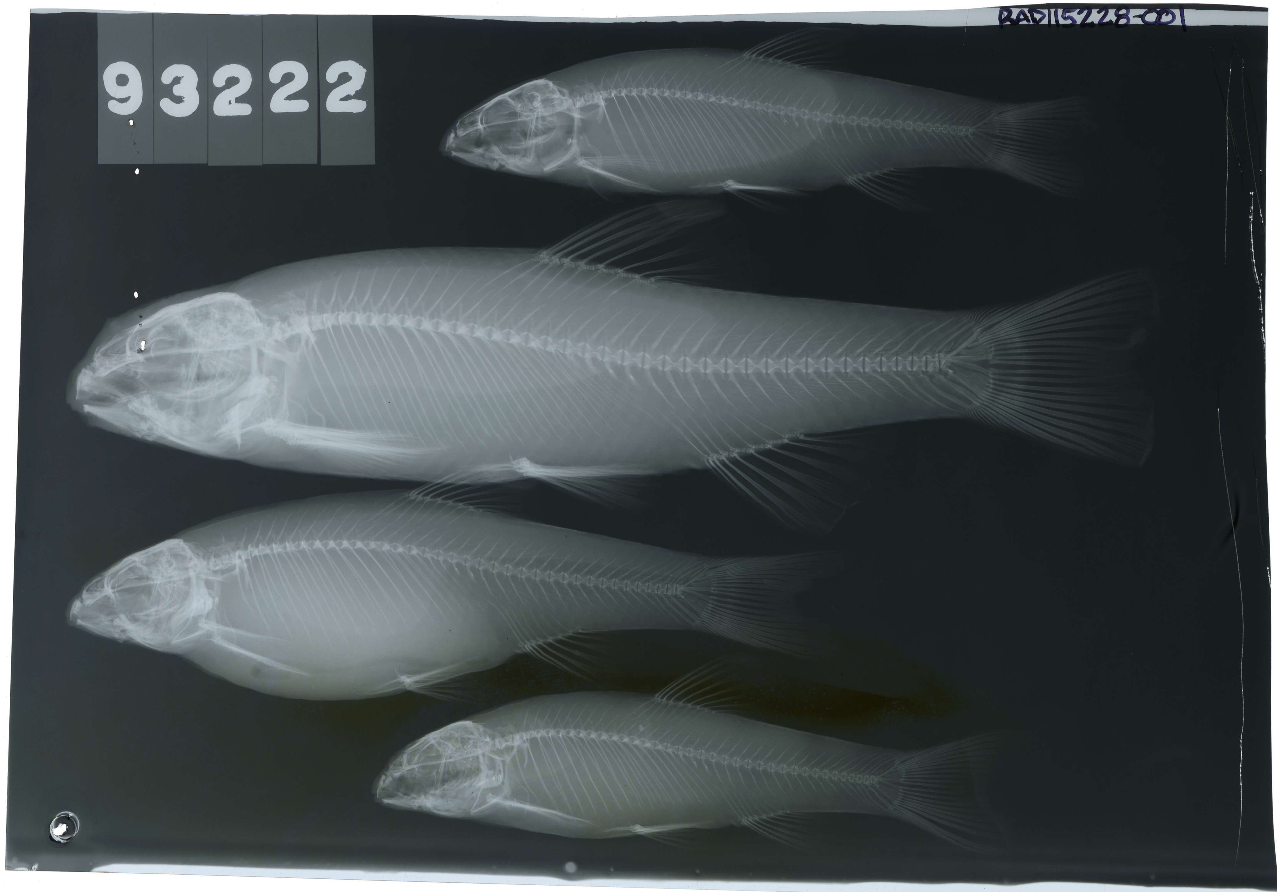 Image of Bluehead Chub