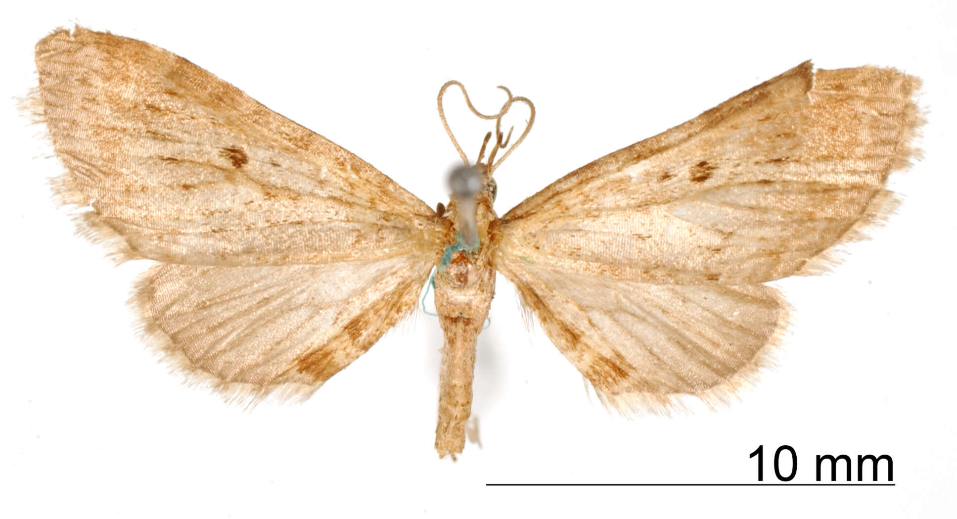 Image of Eupithecia placens Warren 1906