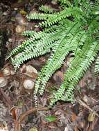 Image of Rain-Forest Spleenwort