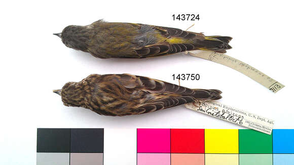 Imagem de Carduelis pinus perplexa (van Rossem 1938)