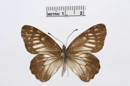 Image of Catasticta hebra (Lucas 1852)