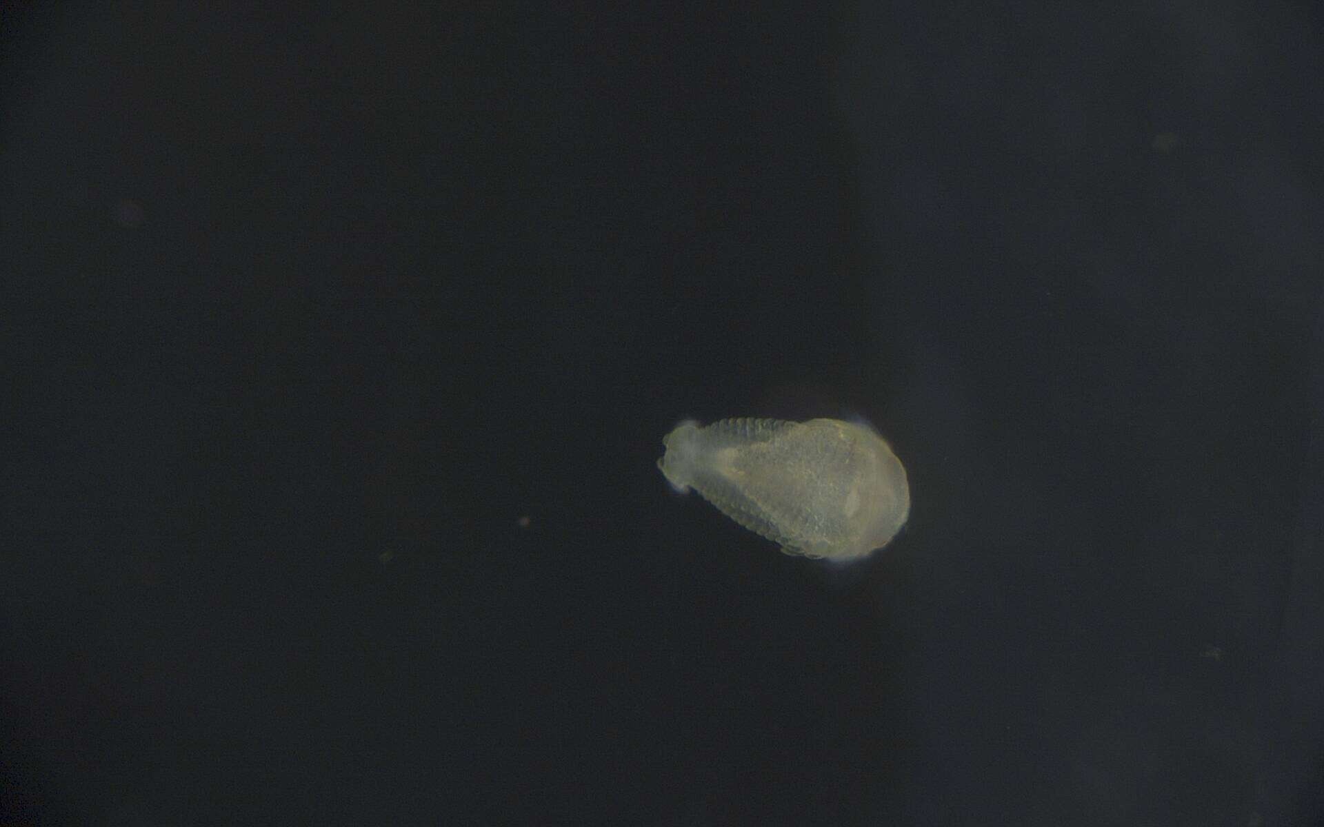 Image of Phyllodocida