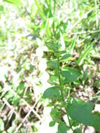 Image of hairy skullcap