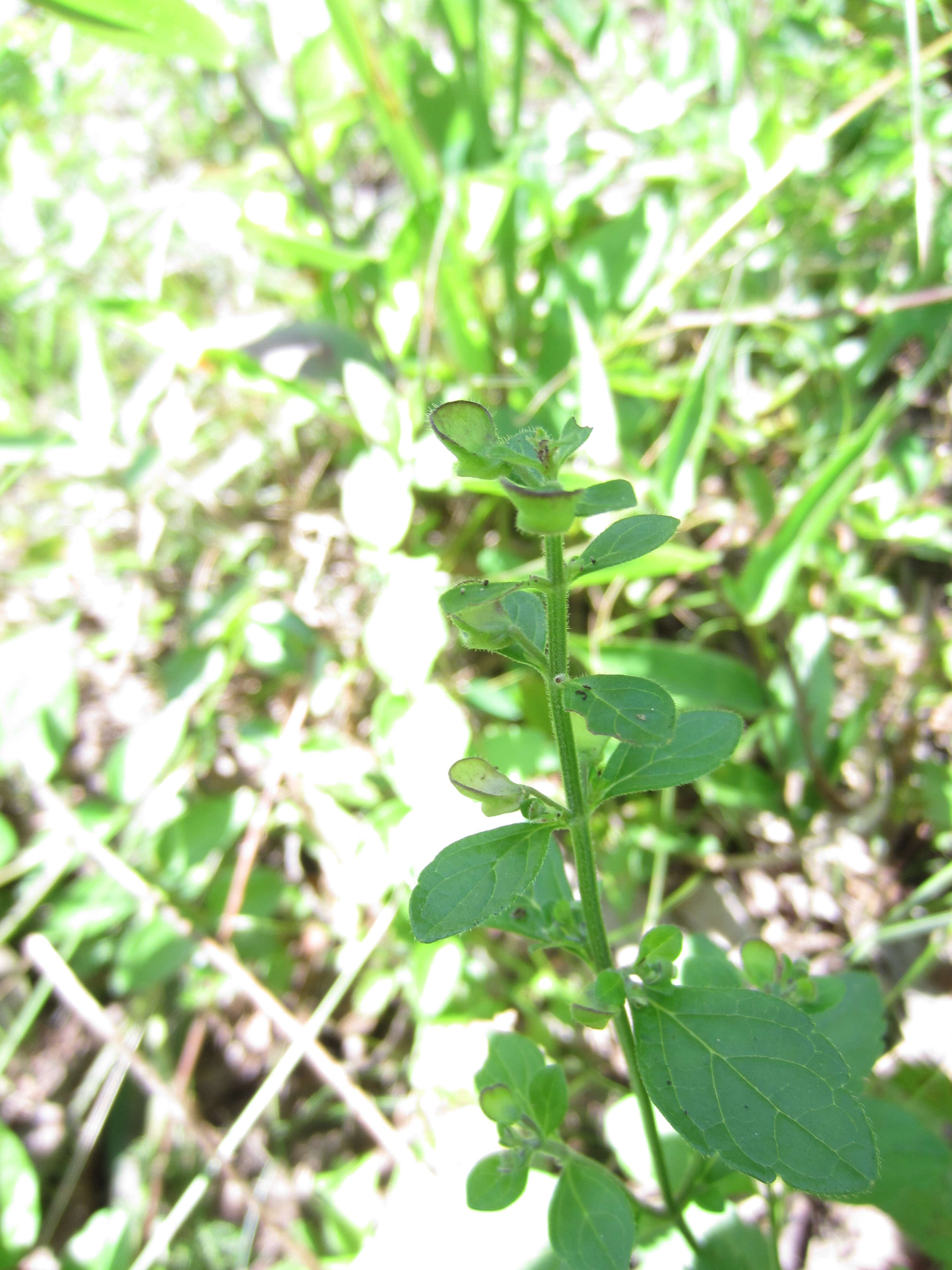 Image of hairy skullcap