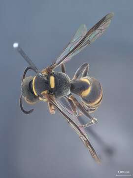 Image of Lestiphorus philippinicus Tsuneki 1992