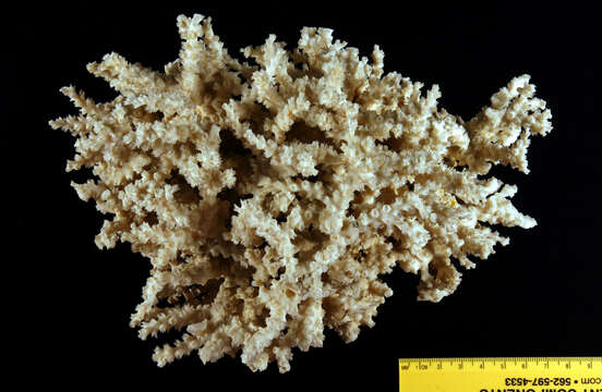 Image of Scalpel Coral