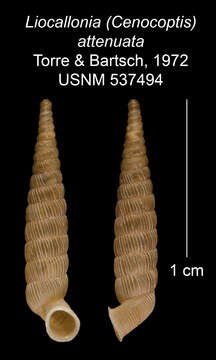 Imagem de Liocallonia attenuata C. Torre & Bartsch 1972