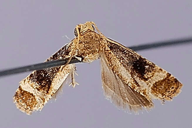 Image of Lobesia atrata Diakonoff 1973