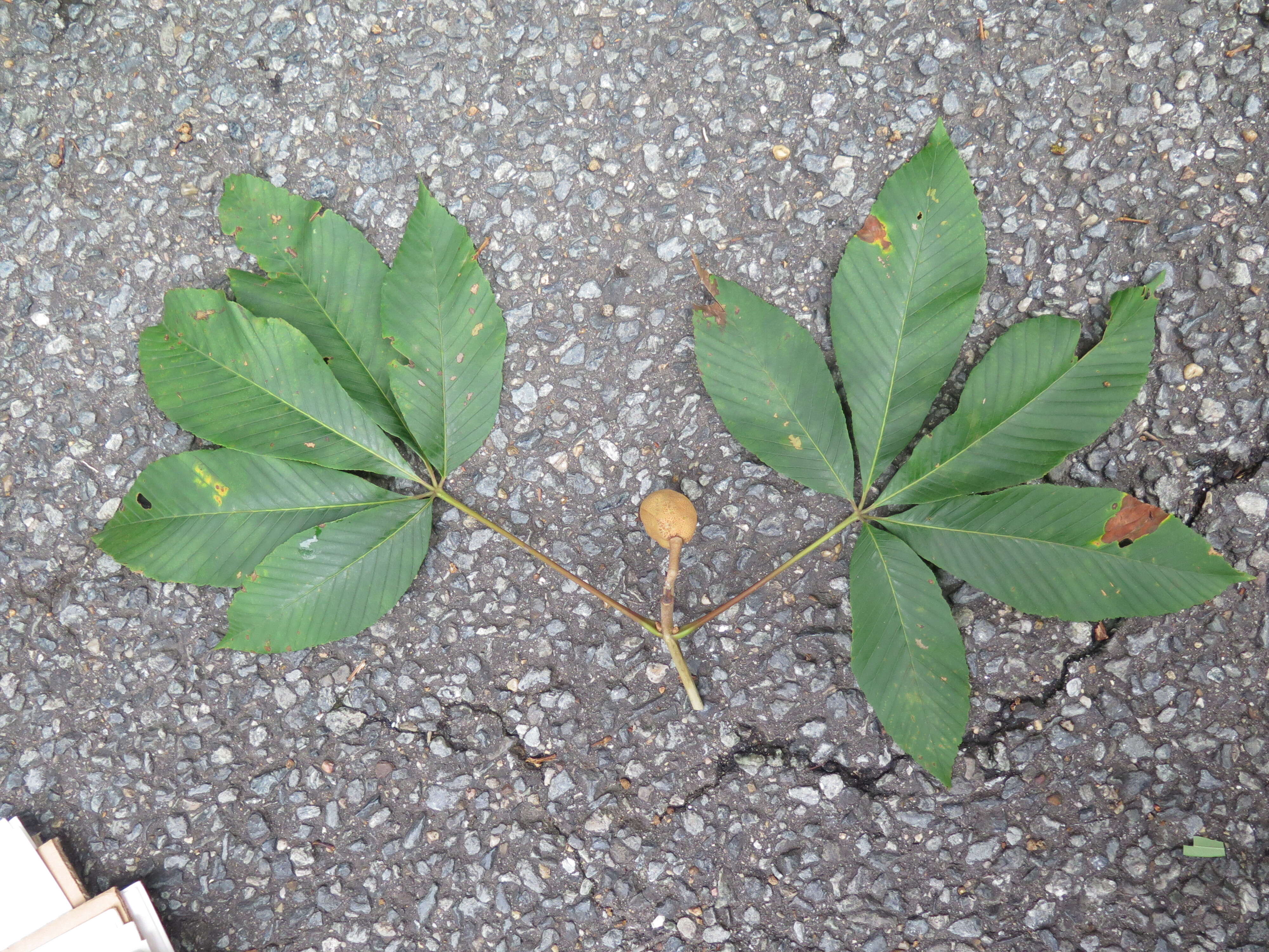 Image of red buckeye