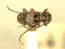 Image of Oectropsis