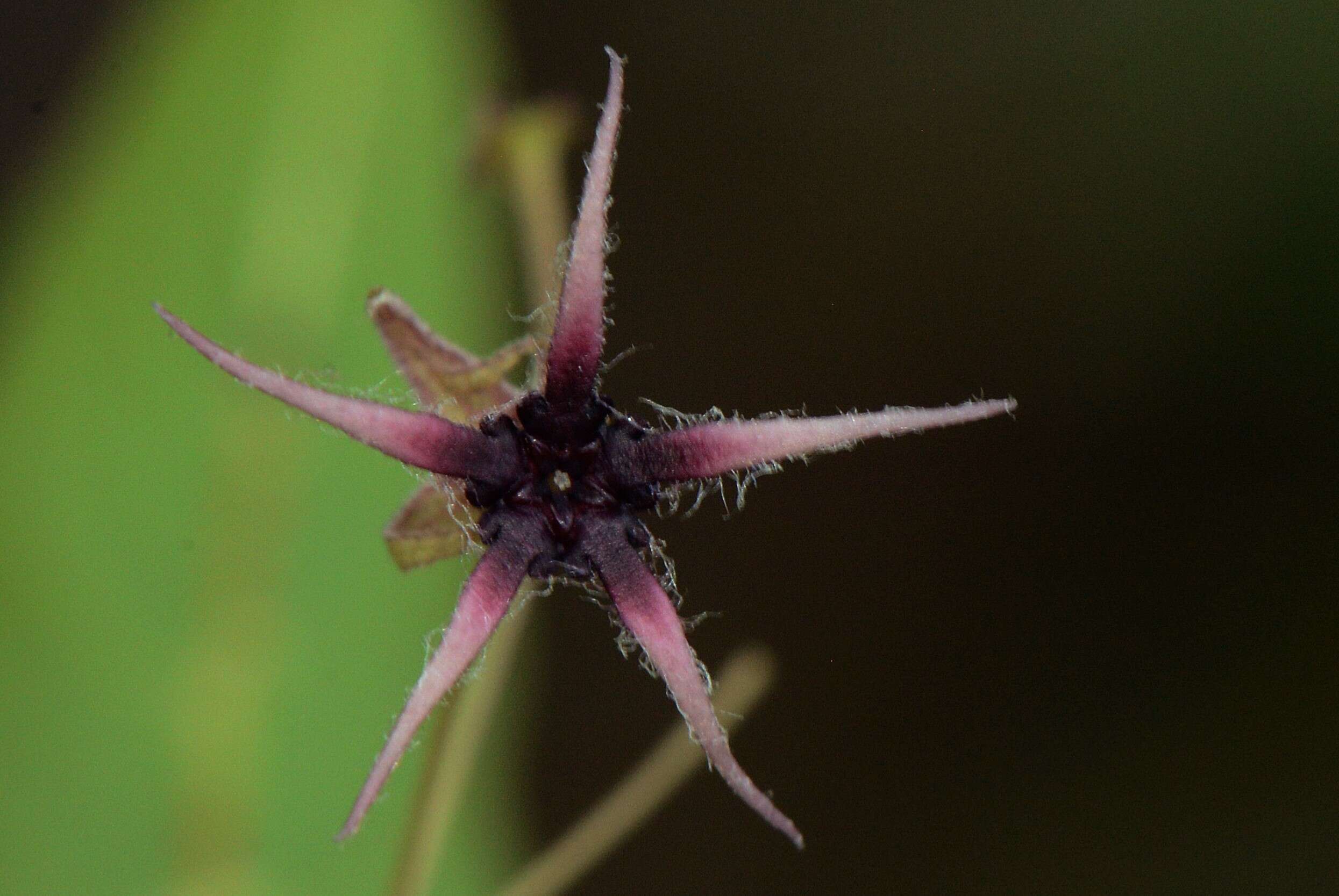 Image of Byttneria rhamnifolia Benth.