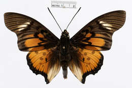 Image of Charaxes acraeoides Druce 1908