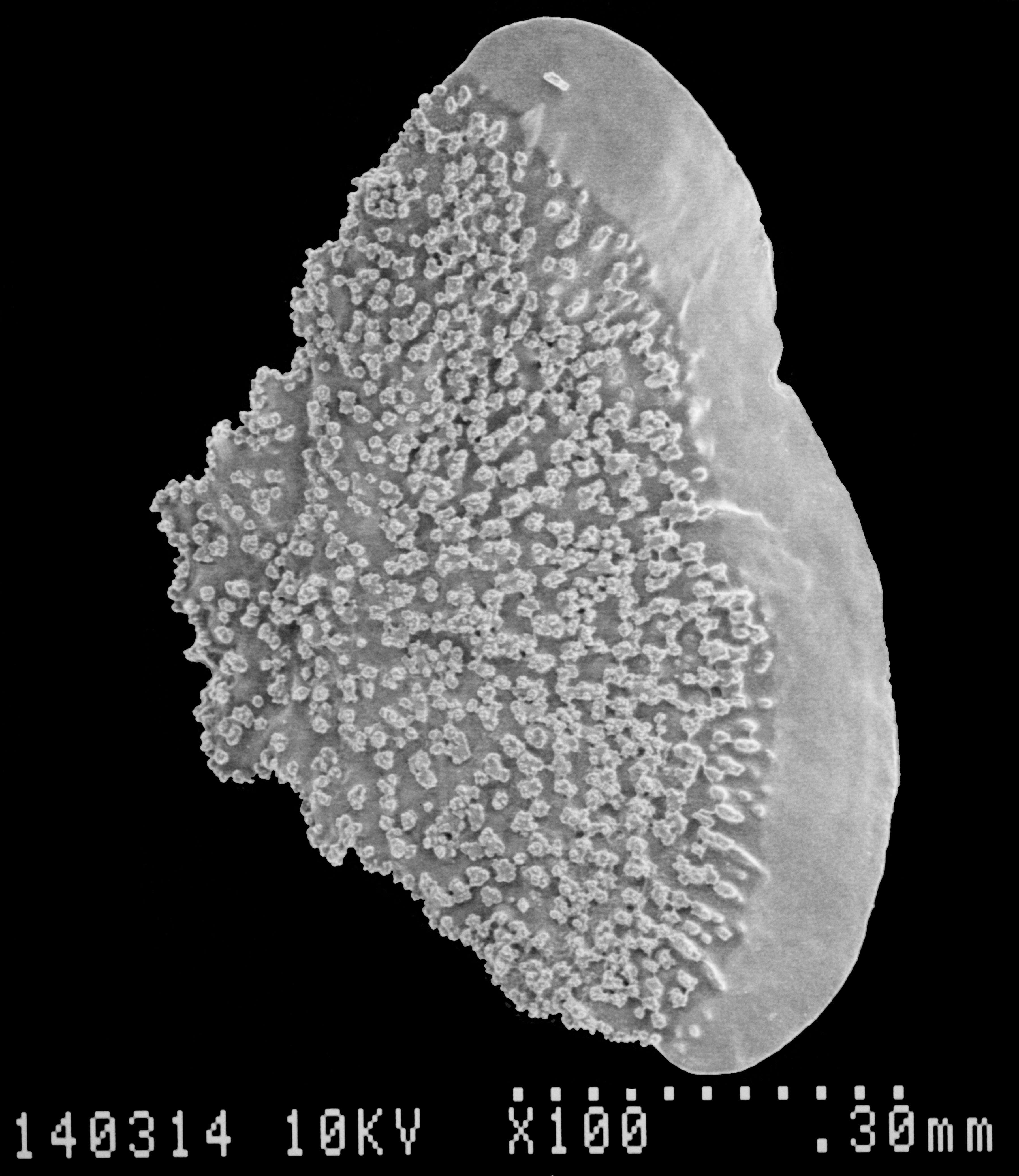 Image of Aglaoprimnoa stefanii Bayer 1996