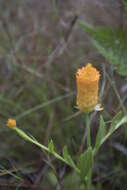 Image of orange milkwort