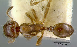 Pheidole centeotl Wheeler 1914 resmi