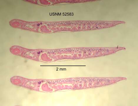 Image of Paraplanaria dactyligera (Kenk 1935)