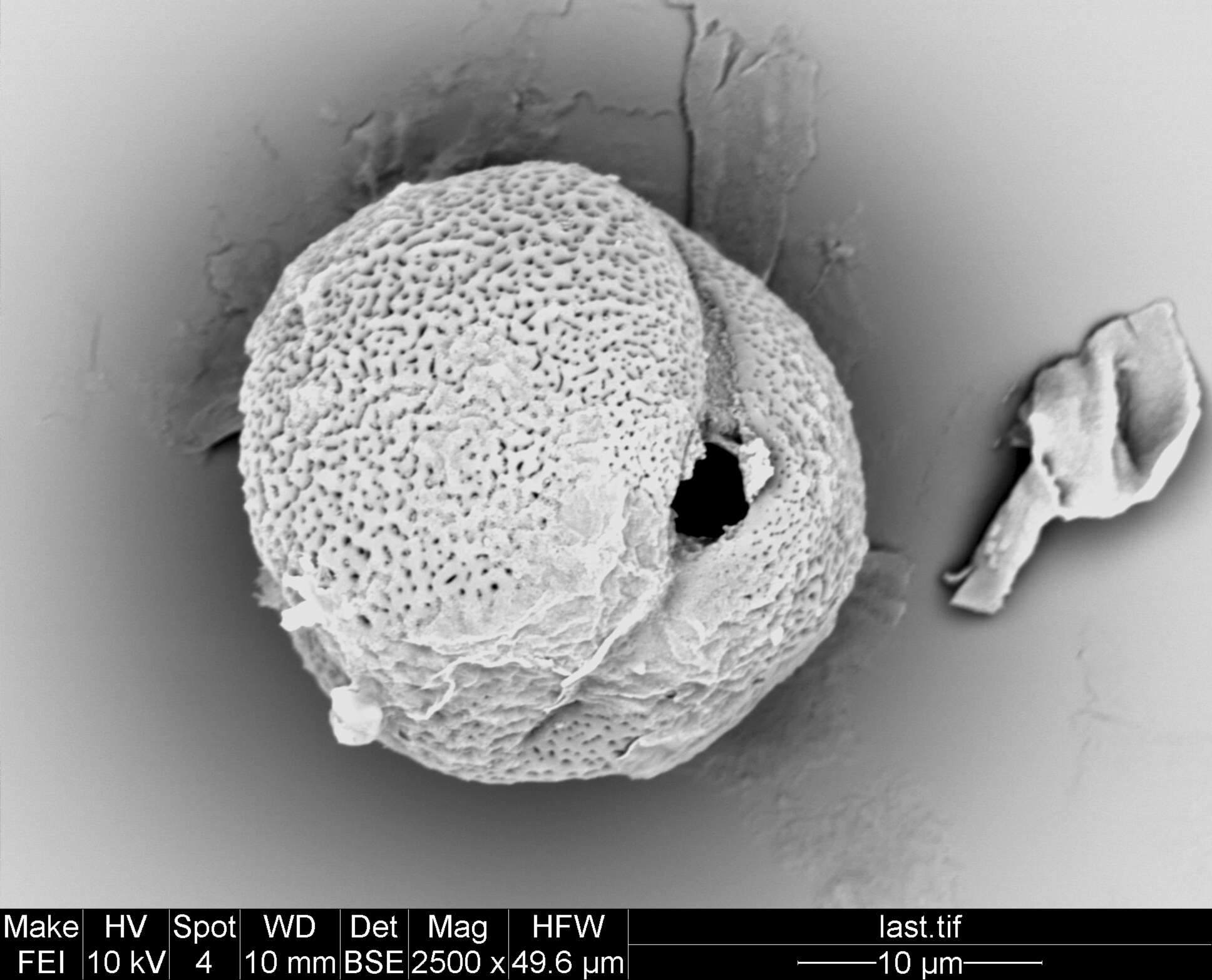 Image of Staphylea pomifera (Roxb.) Byng & Christenh.