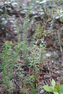 Image de Hypericum cistifolium Lam.