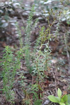 Image of cluster-leaf st.john's wort