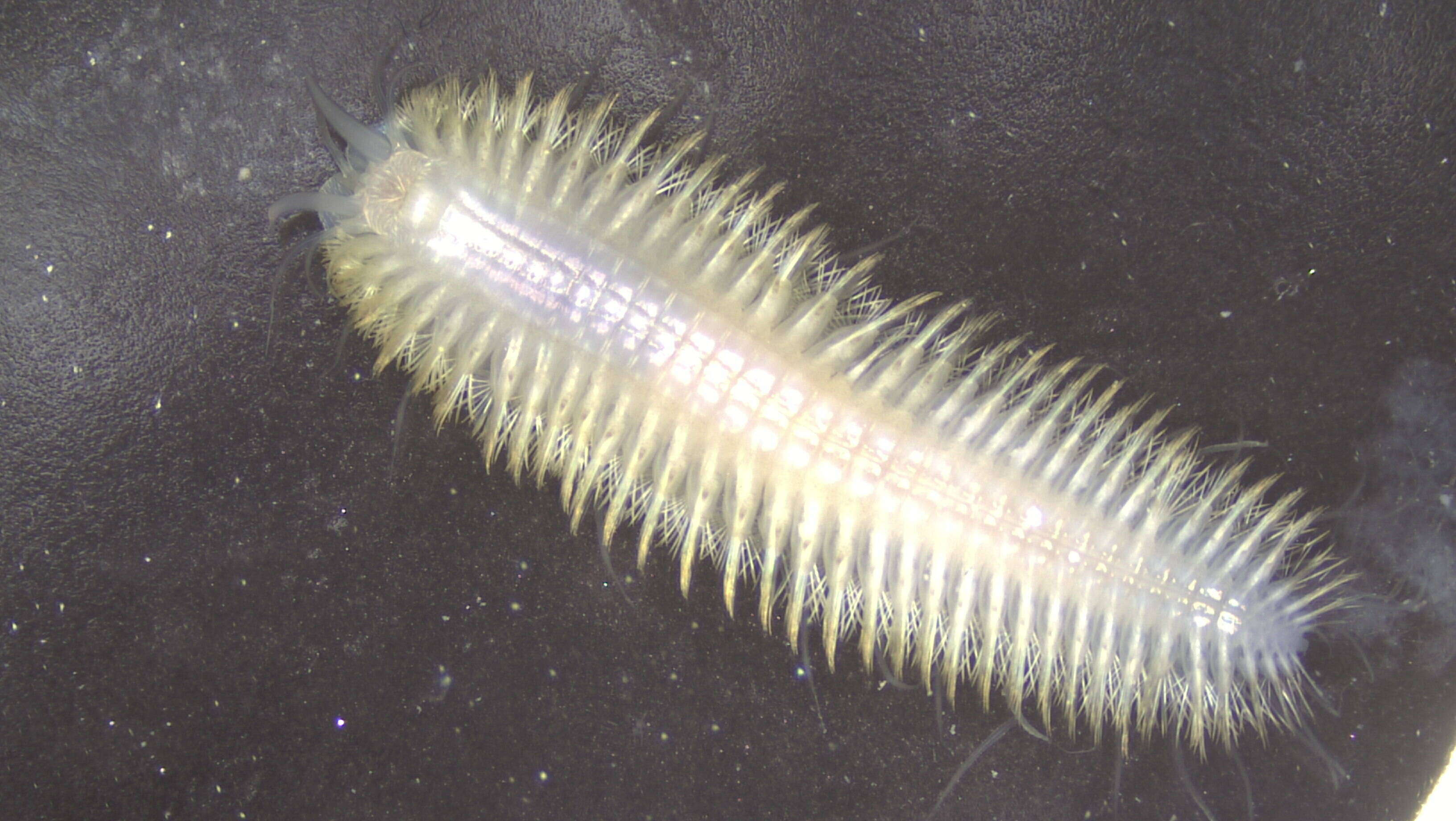 Image of Polynoidae