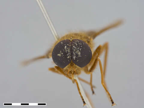 Image of Aegophagamyia