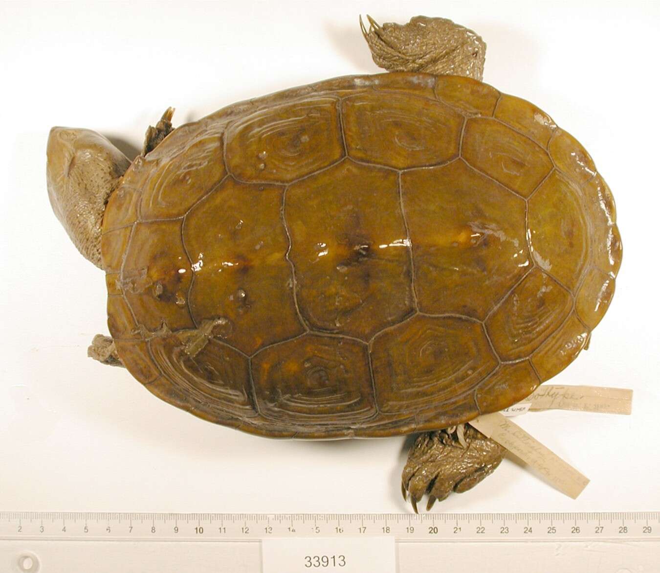 Image of Malaclemys terrapin littoralis (Hay 1904)