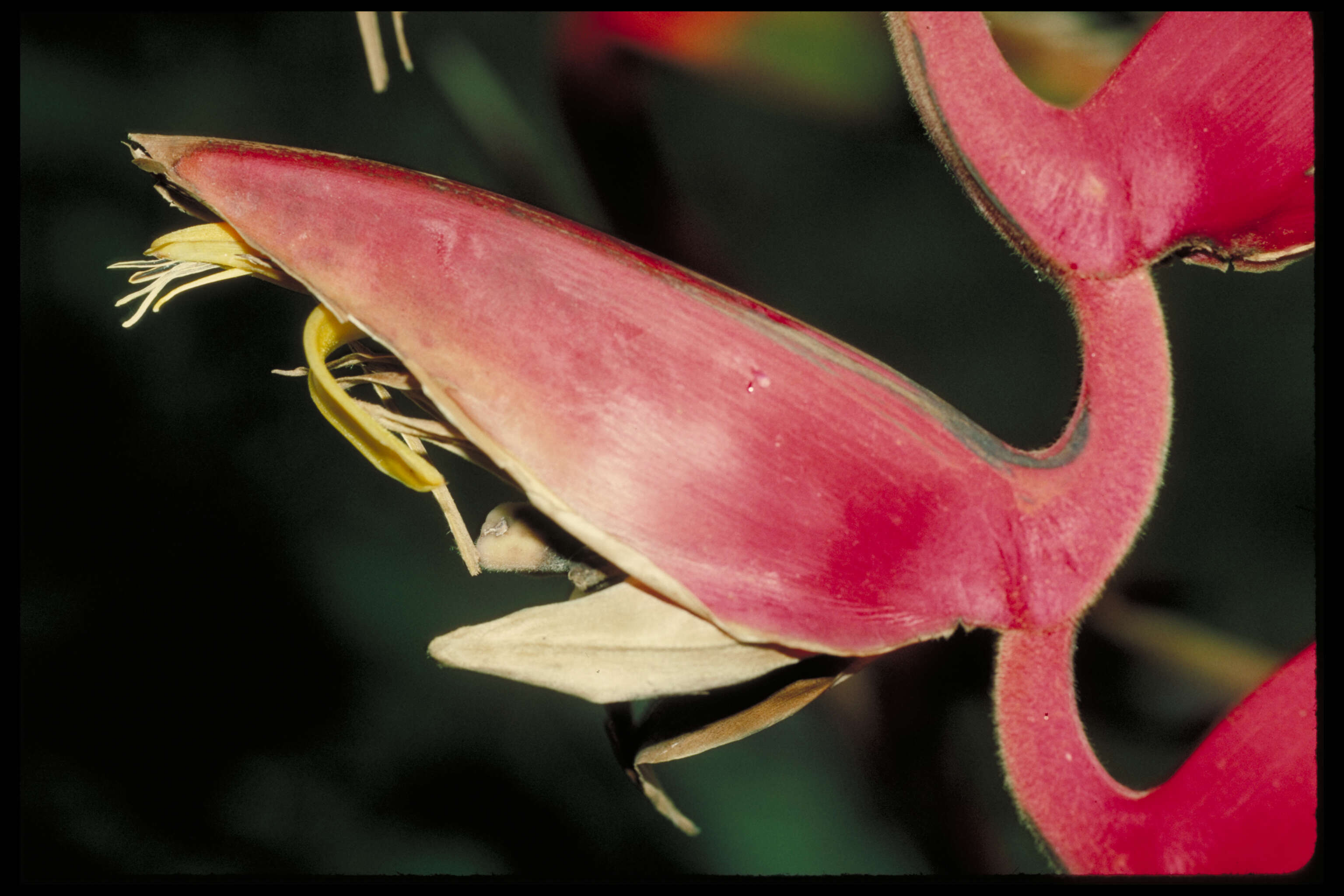 Image of Heliconia fernandezii Abalo & G. Morales