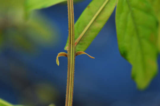 Image of Paullinia imberbis L. Radlk.