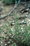 Image of dwarf false pennyroyal