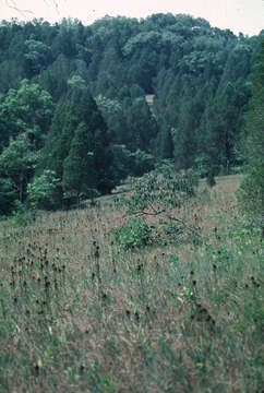 Imagem de Juniperus virginiana L.