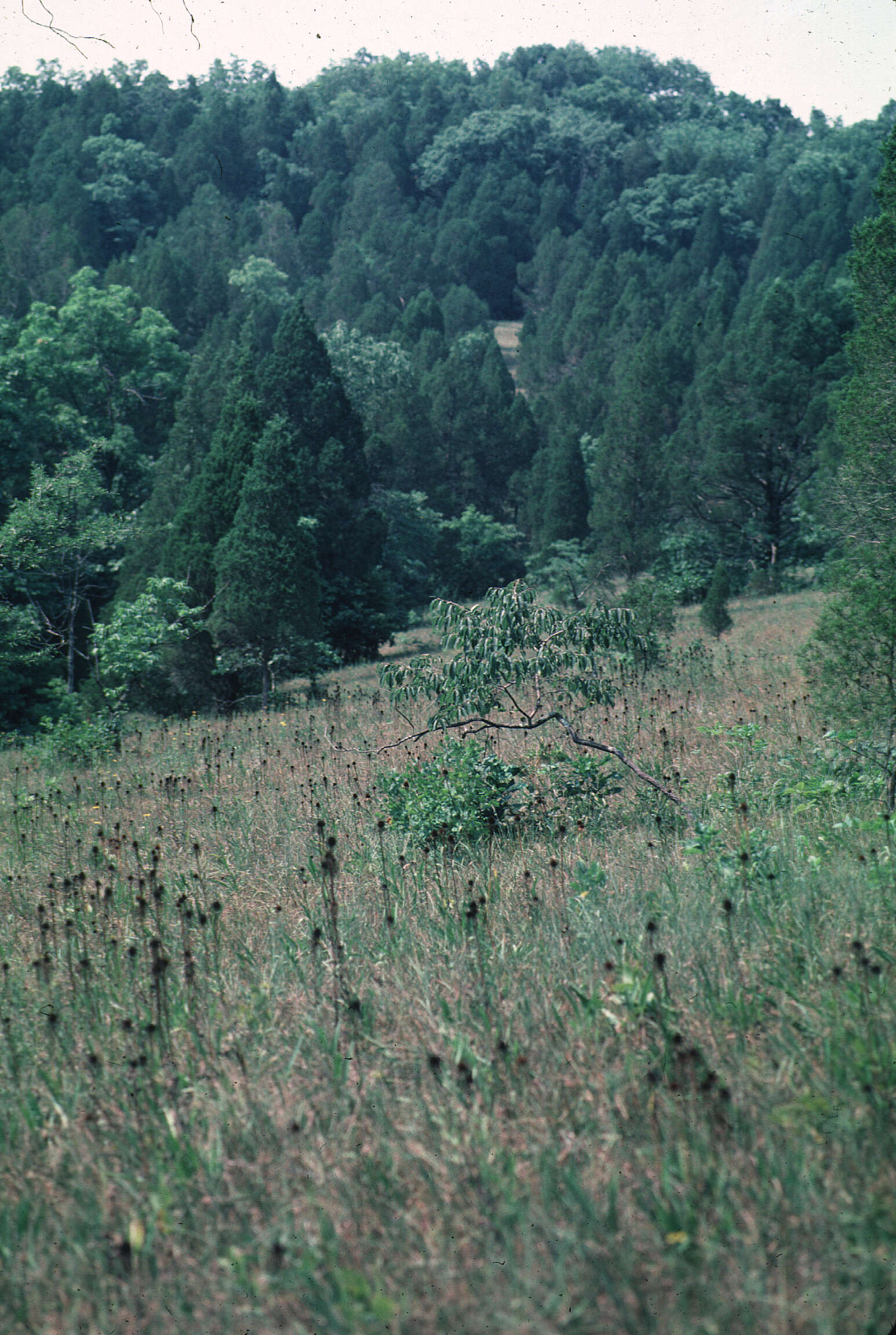 Image of Eastern Juniper