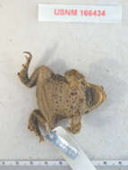 Image of Baxter's Toad