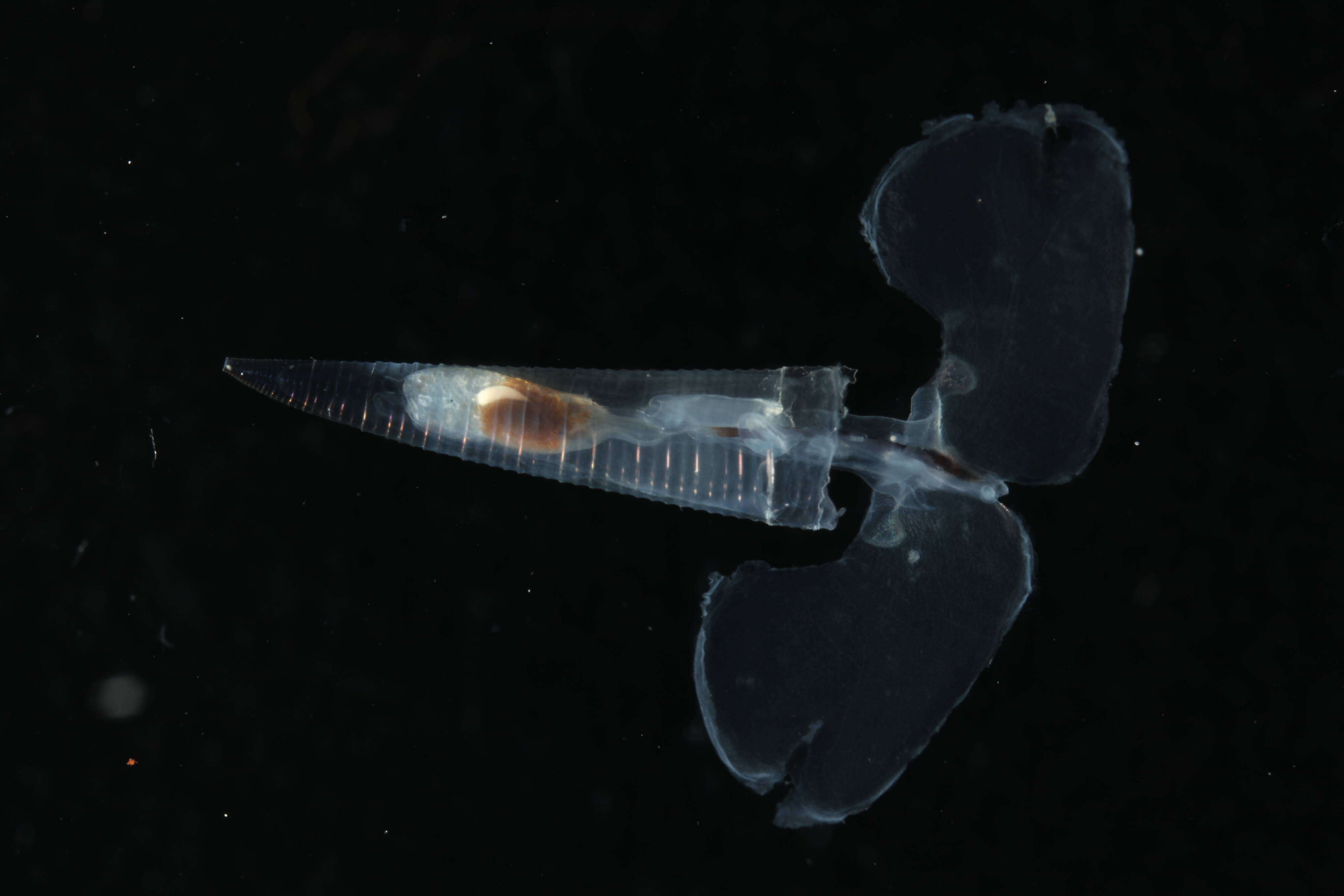 Слика од Hyalocylidae A. W. Janssen 2020