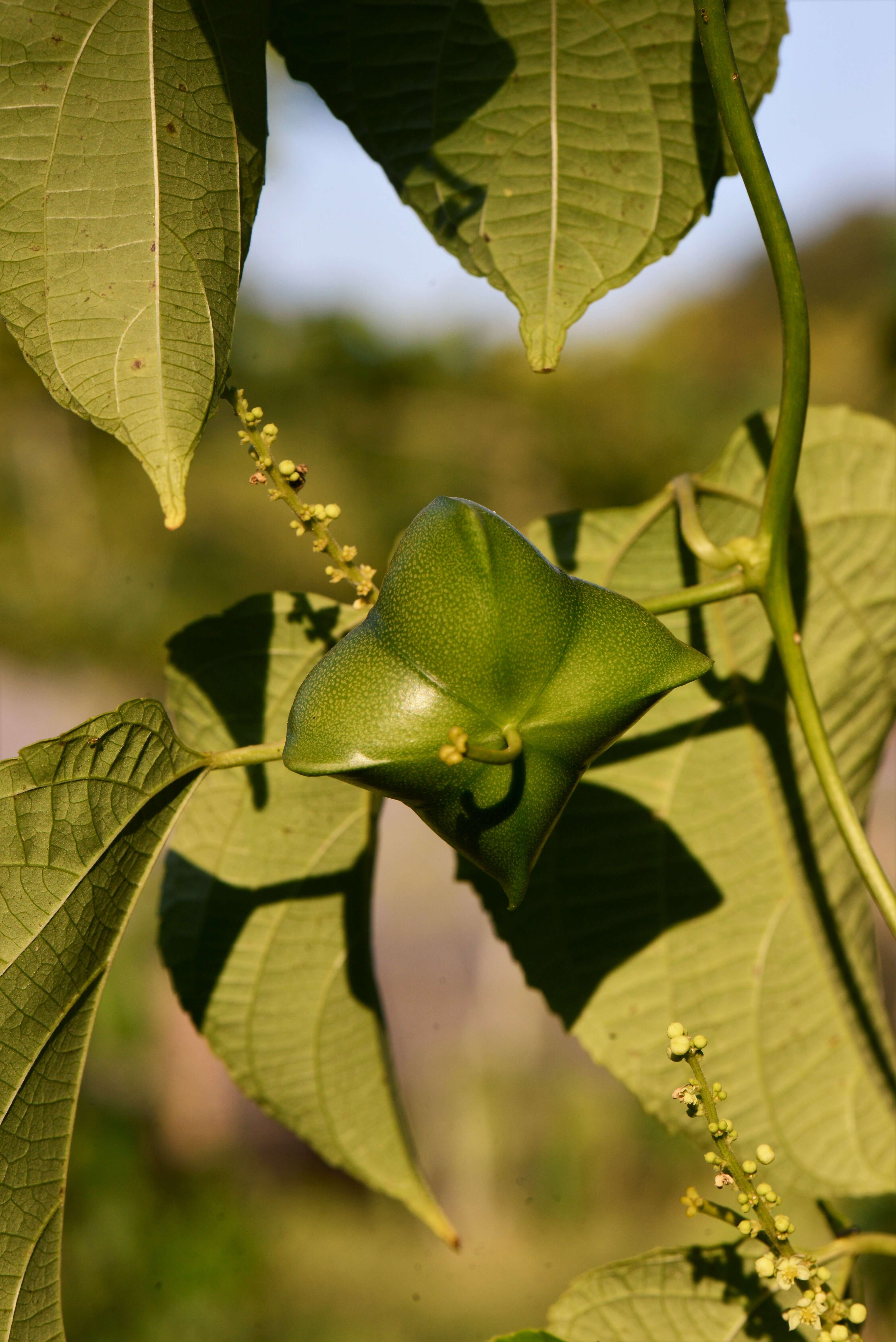 Слика од Plukenetia volubilis L.