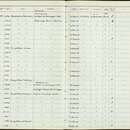 Plancia ëd Dendropicos fuscescens lepidus (Cabanis & Heine 1863)