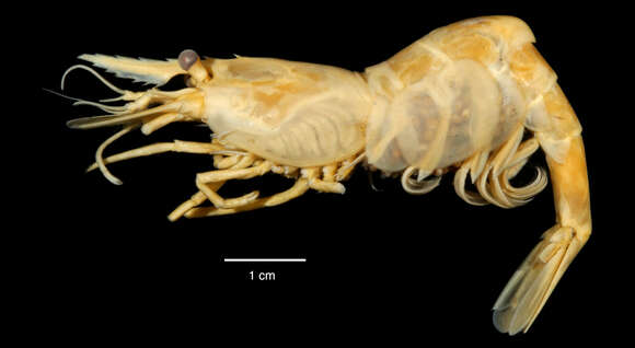 Sivun Chorismus antarcticus (Pfeffer 1887) kuva