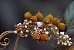 Imagem de Paullinia stellata L. Radlk.