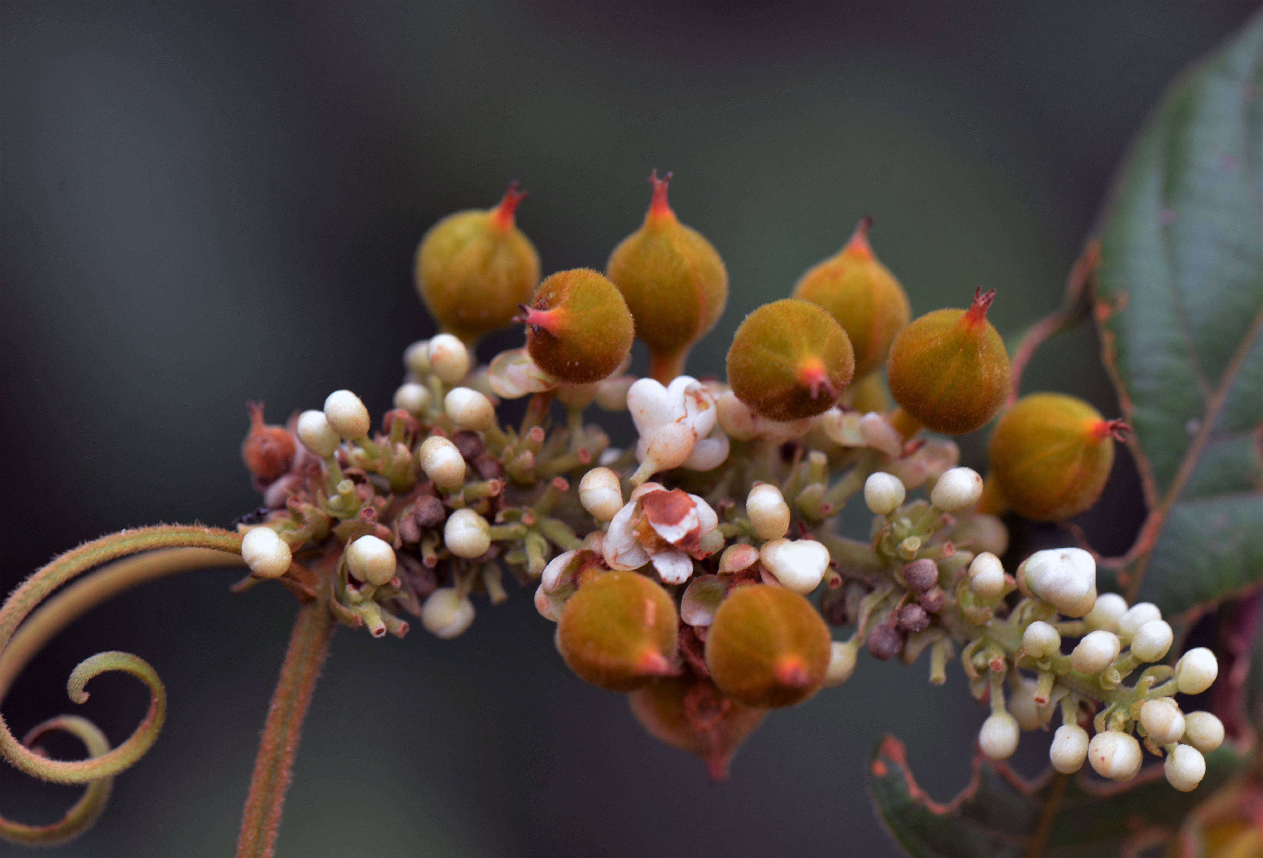 Imagem de Paullinia stellata L. Radlk.