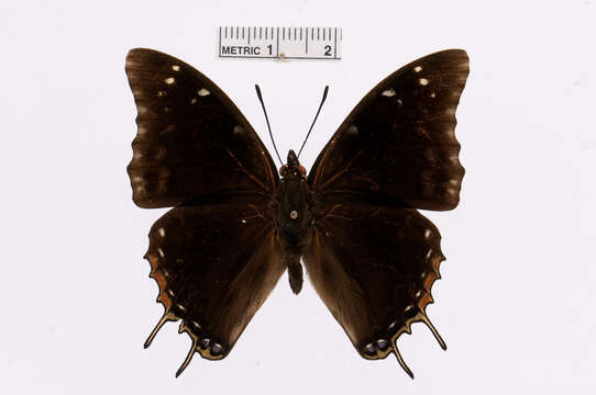 Image of Demon Charaxes