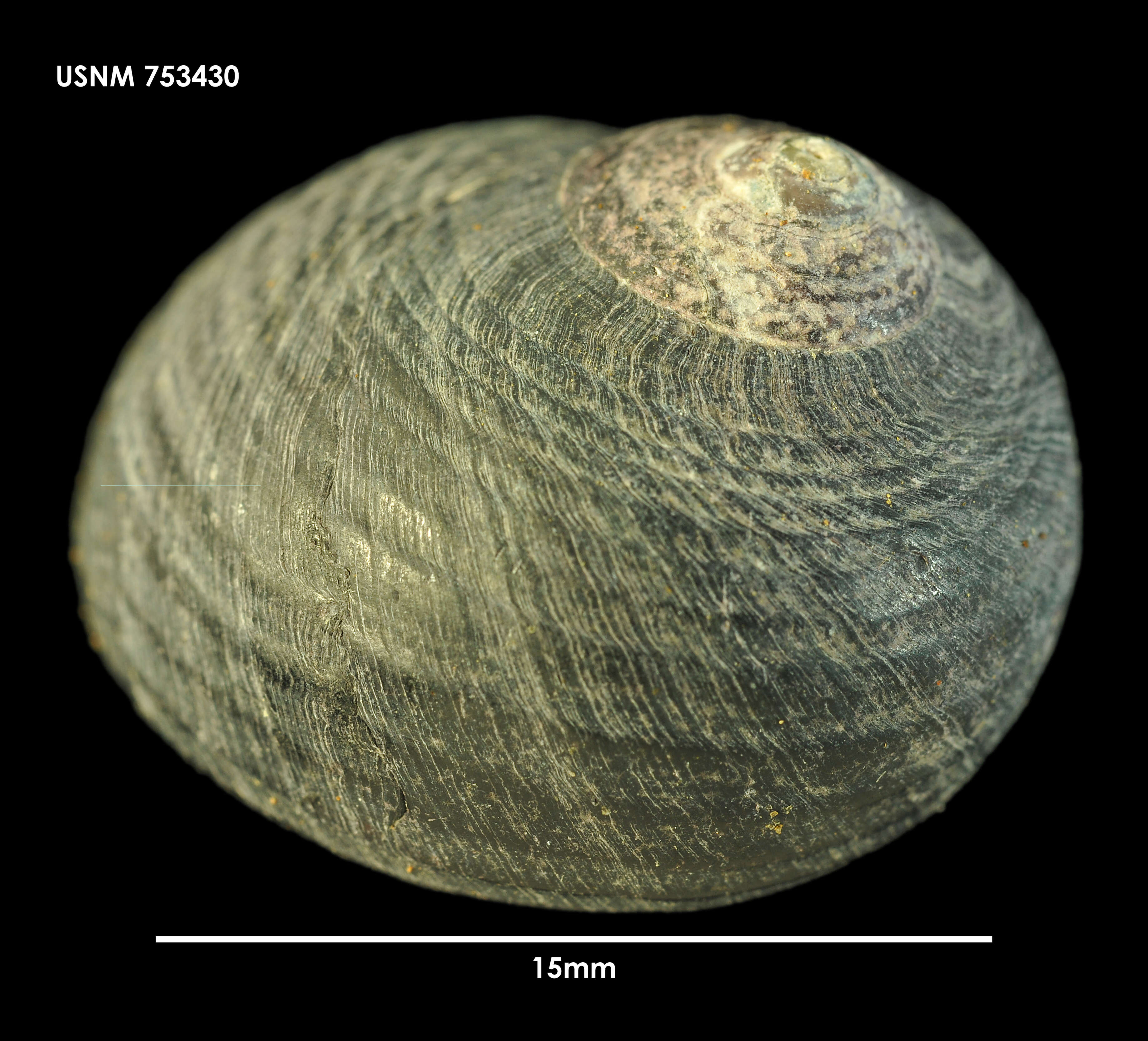 Image de Prisogasterinae Hickman & McLean 1990