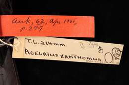 Image of Agelaius xanthomus monensis Barnes Jr 1945
